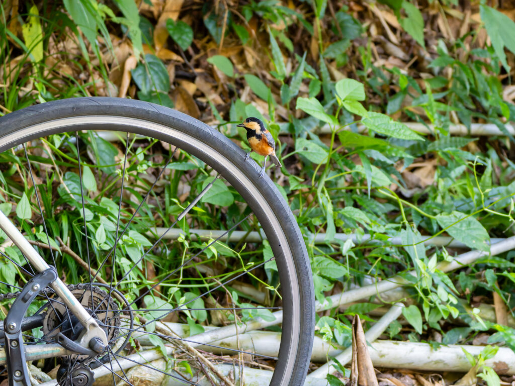 タイヤにとまるヤマガラ