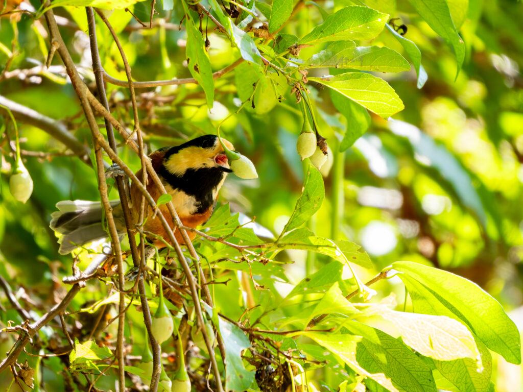 エゴノキの実を加えるヤマガラ