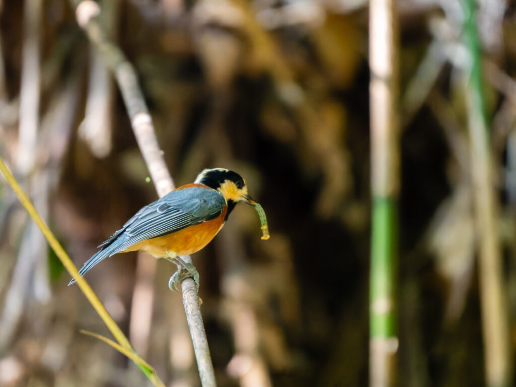 イモムシを加えるヤマガラ