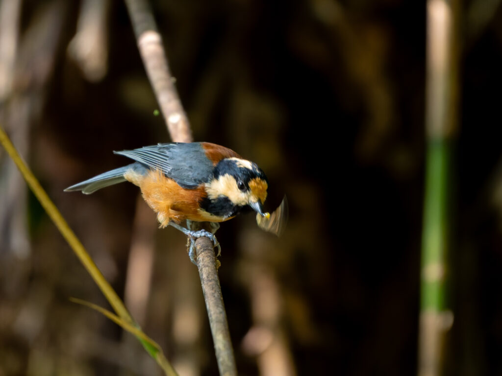 イモムシを叩きつけるヤマガラ