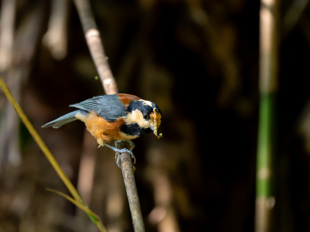 イモムシがおでこについたヤマガラ
