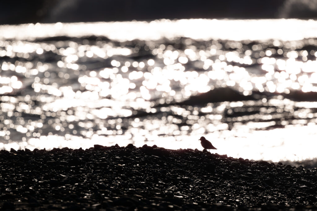 逆光のメダイチドリ