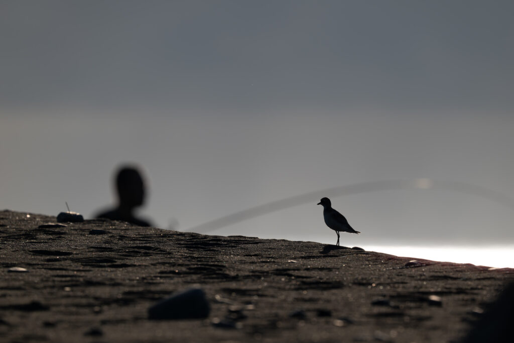 メダイチドリのシルエット