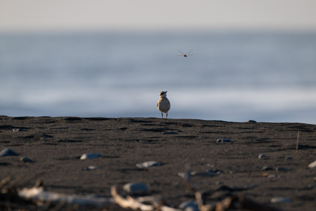 トンボを見るメダイチドリ
