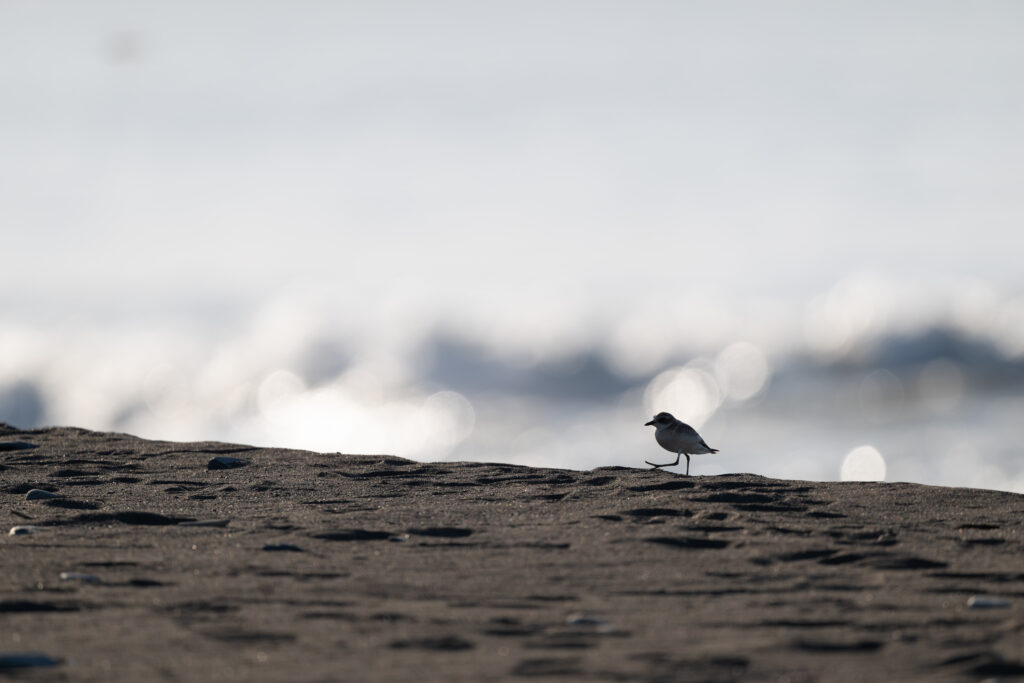 歩くメダイチドリ