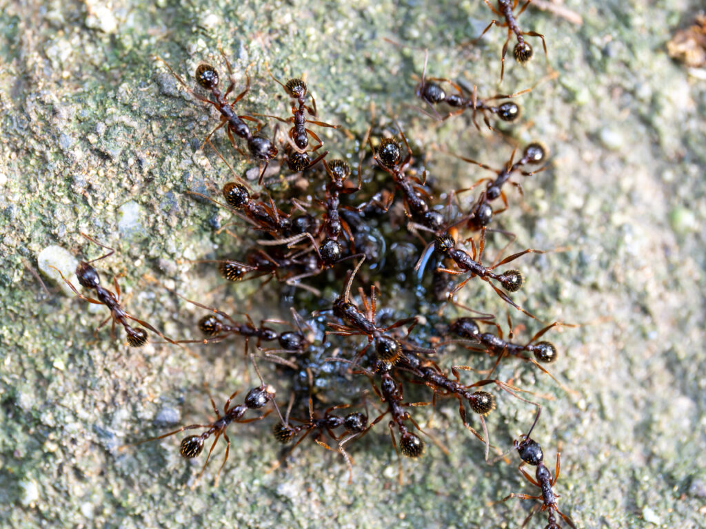 樹液に集まる蟻