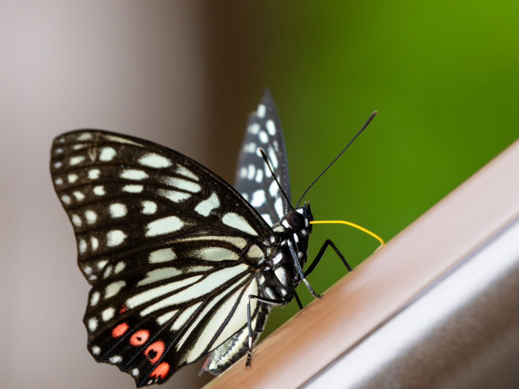 手摺から栄養補給するアカボシゴマダラ