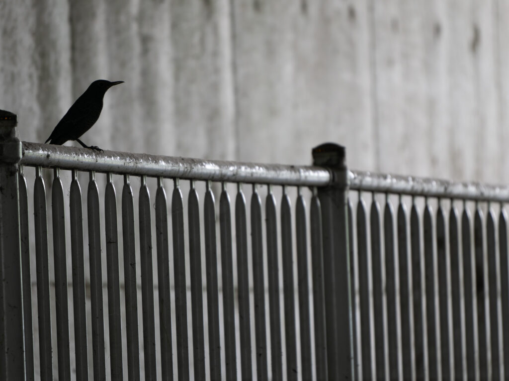 柵にとまるイソヒヨドリ