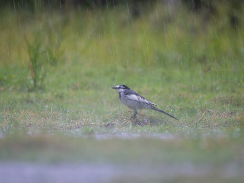 大雨の中のハクセキレイ