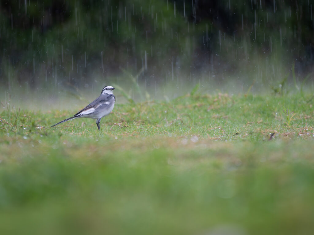 大雨の中のハクセキレイ