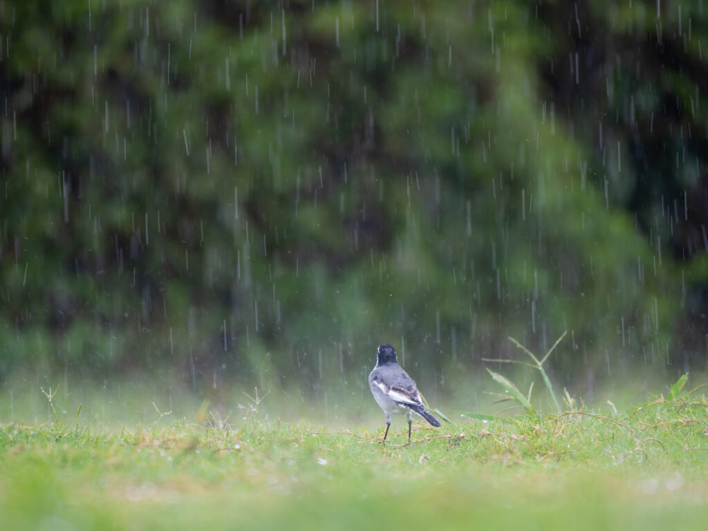 大雨の中のハクセキレイ