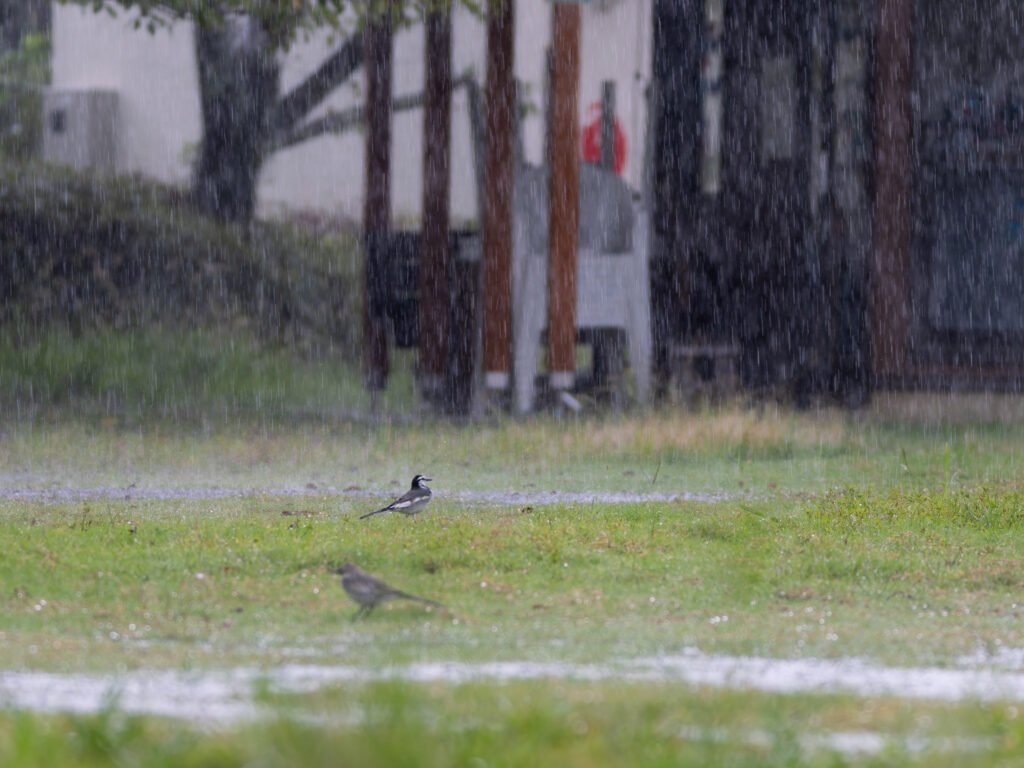 雨の中採餌するハクセキレイ