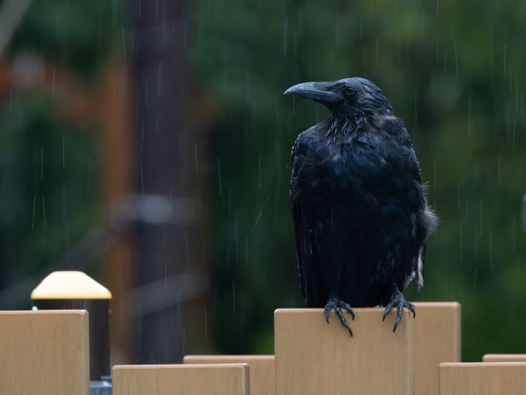 雨に濡れるハシボソガラス