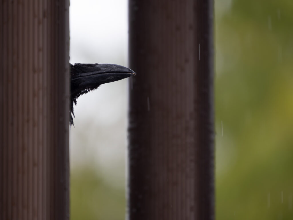 ハシボソガラスのくちばし