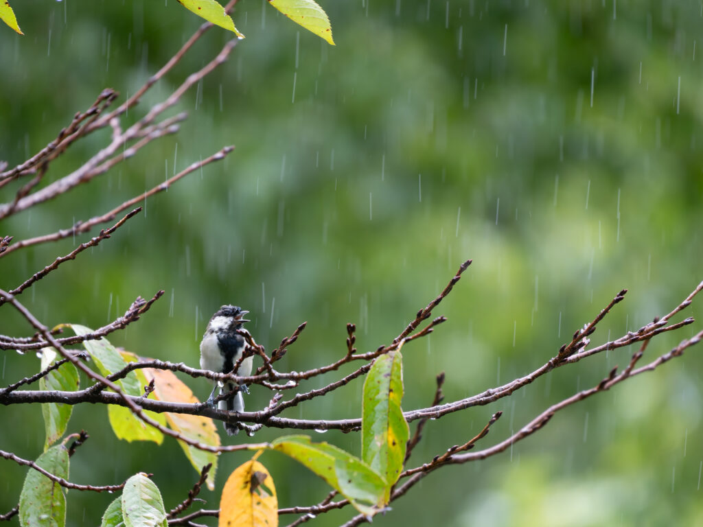 雨の中のシジュウカラ