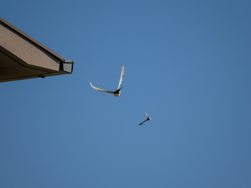 追うハクセキレイと逃げるカワラバト