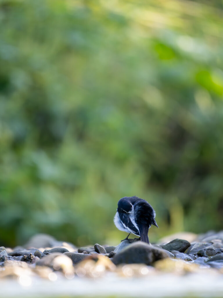 羽繕いするセグロセキレイ
