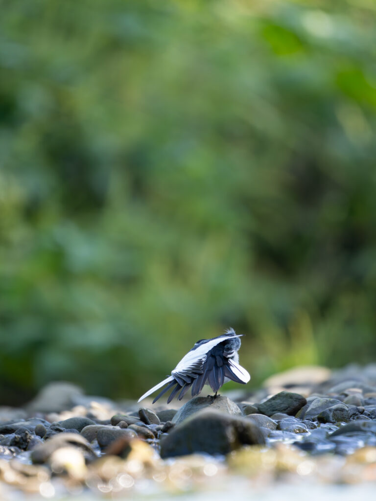 セグロセキレイのスサー