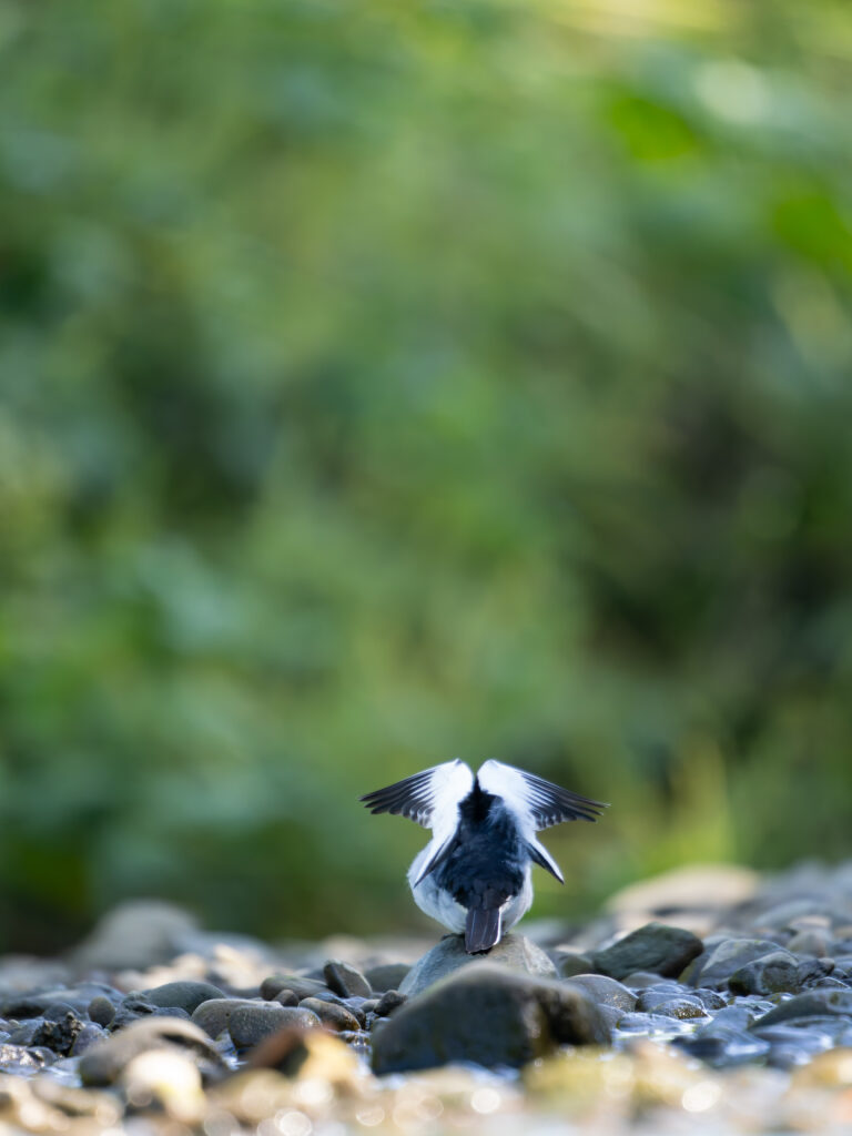 セグロセキレイのエンジェルポーズ