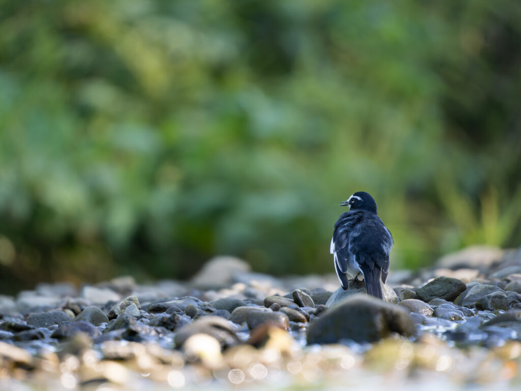 気持ちよさそうなセグロセキレイ