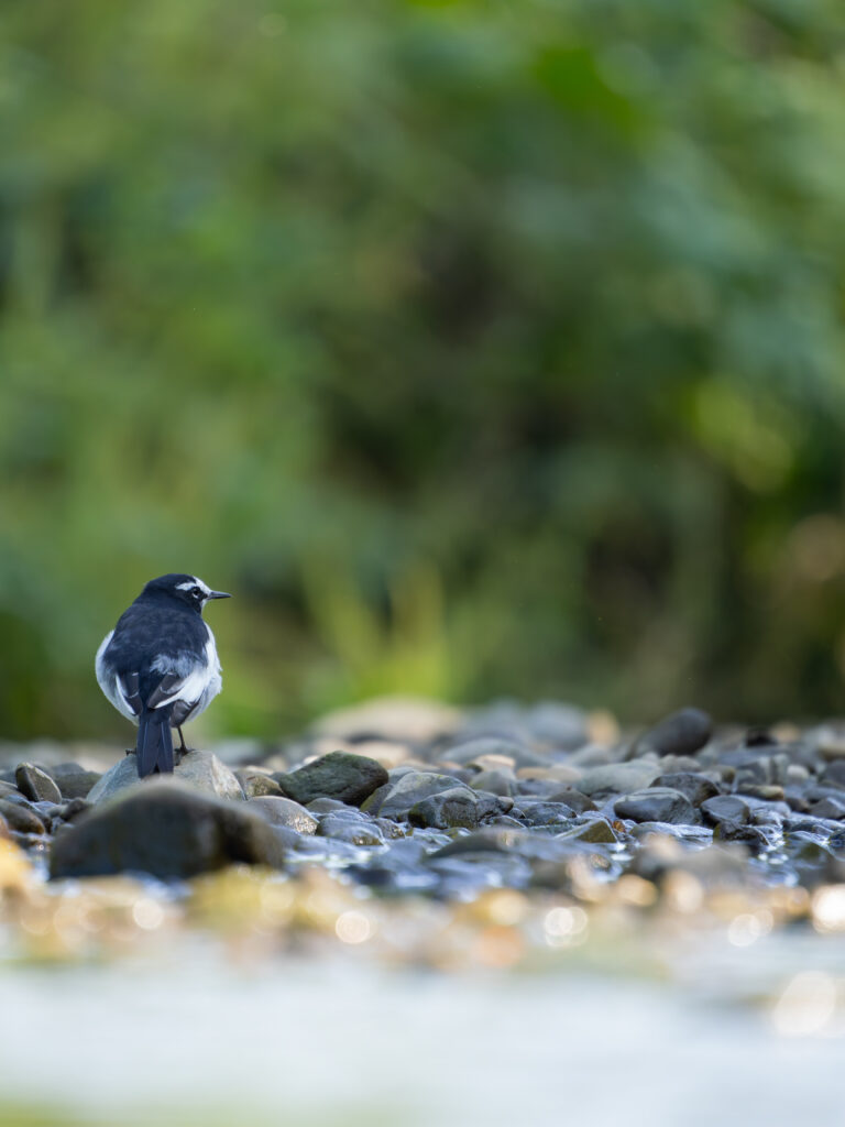 見つめるセグロセキレイ