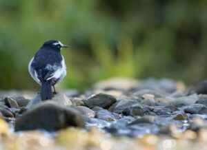 セグロセキレイ