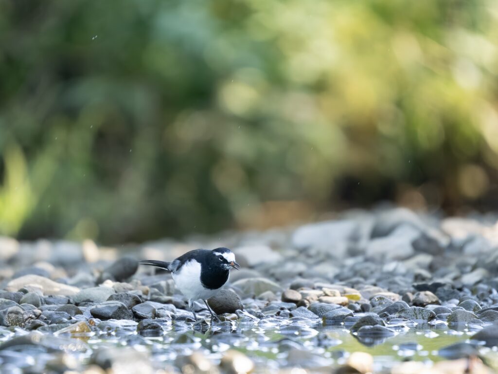 採餌するセグロセキレイ