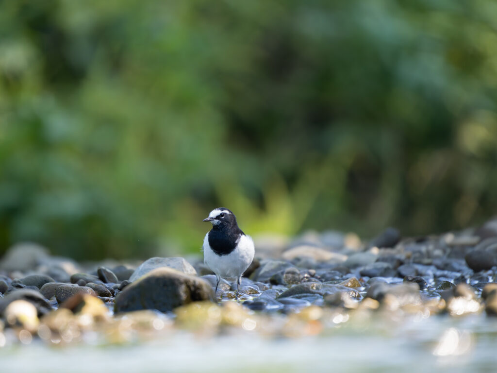 見つめるセグロセキレイ