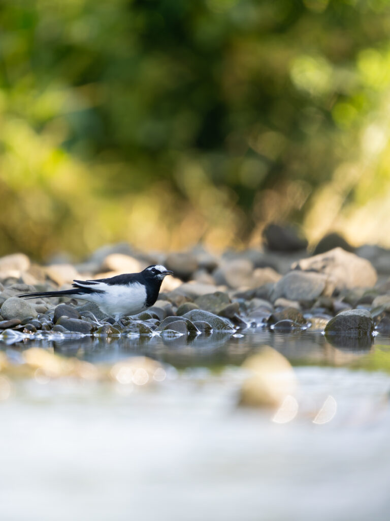 上空警戒するセグロセキレイ