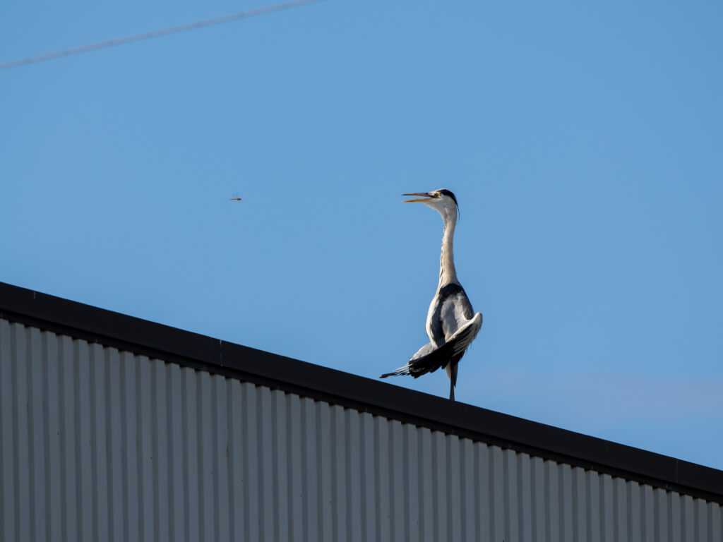日光浴するアオサギ
