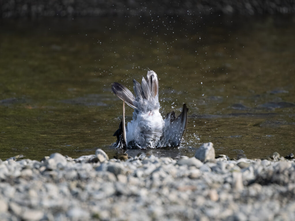 水浴びするカワラバト