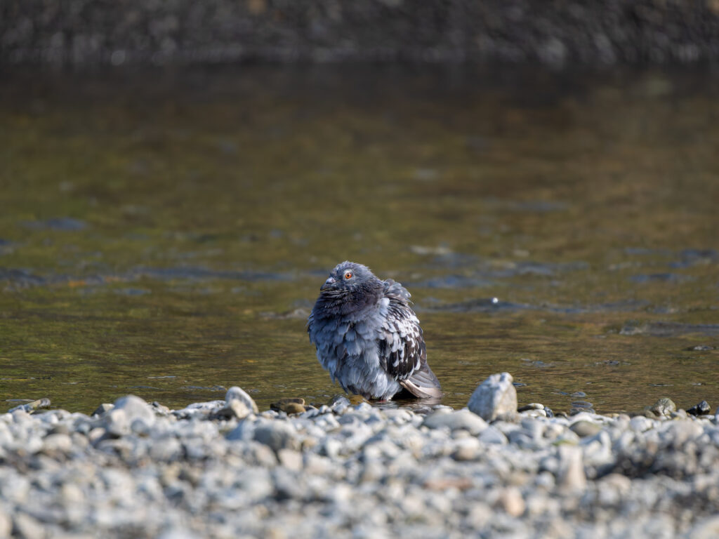水浴びしたカワラバト