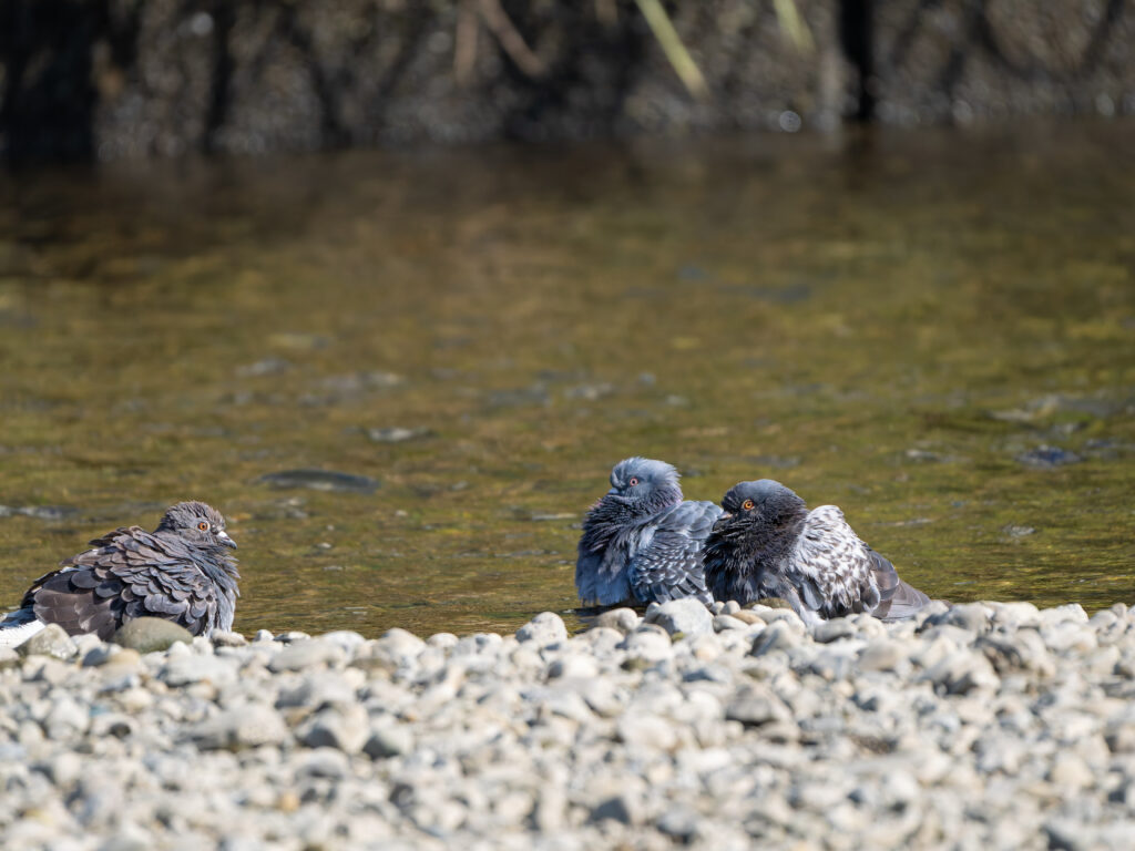水浴びした3羽のカワラバト