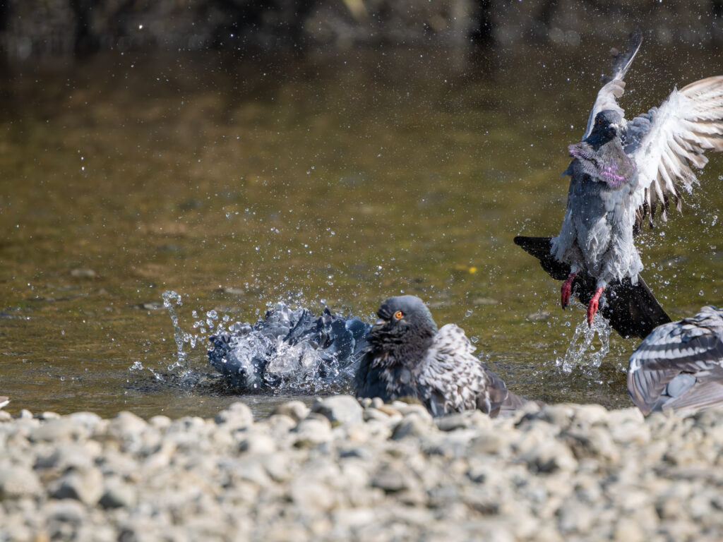 水浴びするカワラバト