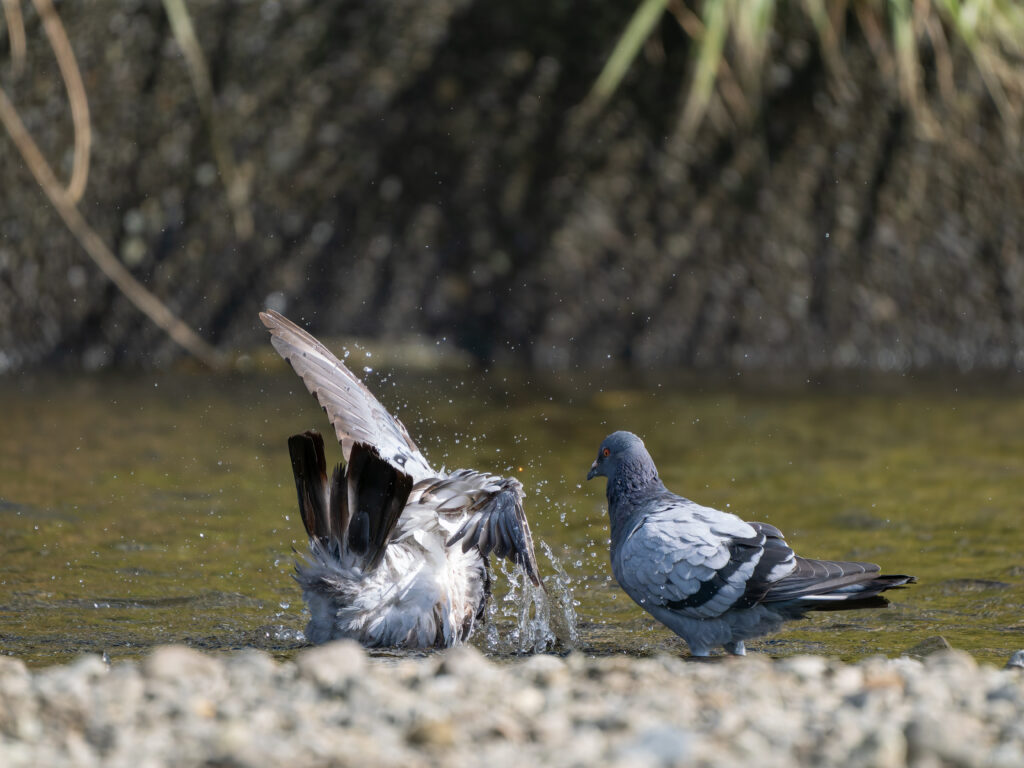 水浴びするカワラバト
