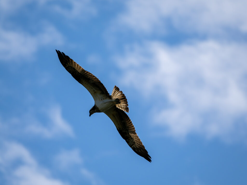尾羽が透けるミサゴ