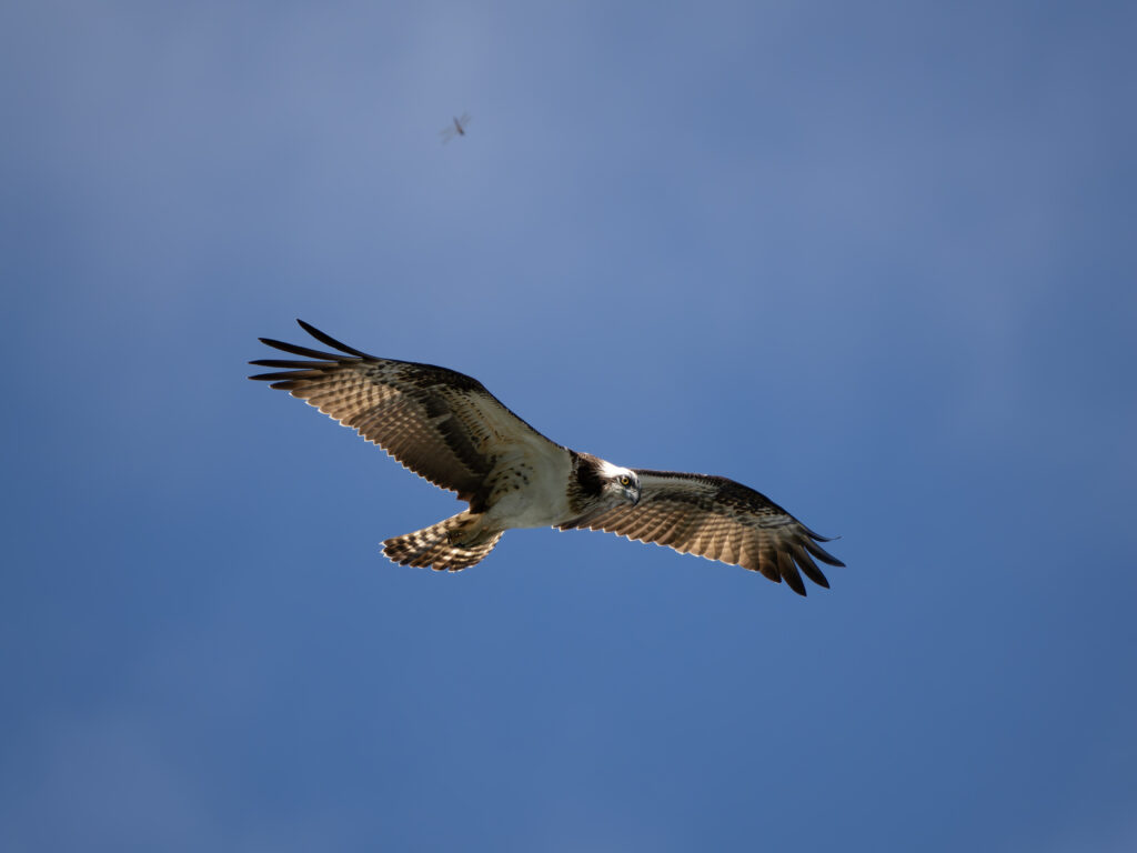 飛翔するミサゴ