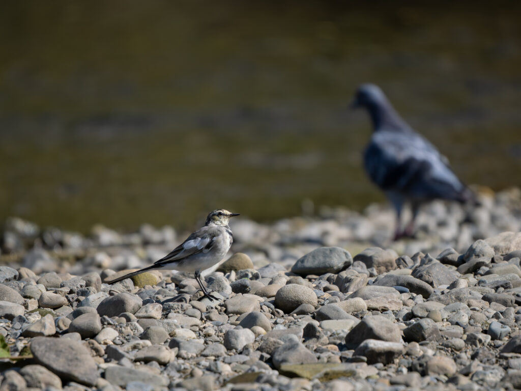 河原のハクセキレイとカワラバト