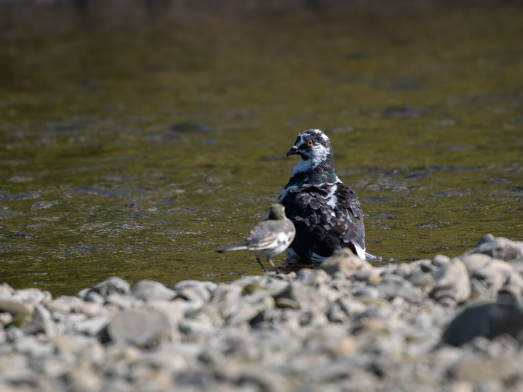 睨み合うハクセキレイとカワラバト