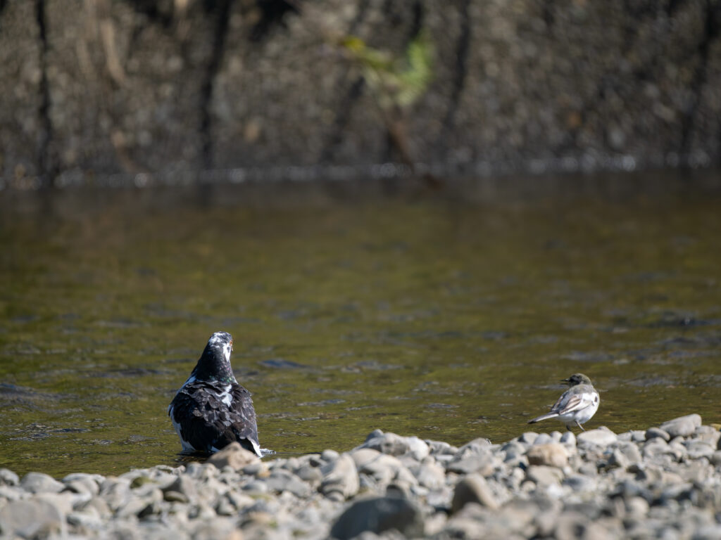 睨み合うハクセキレイとカワラバト