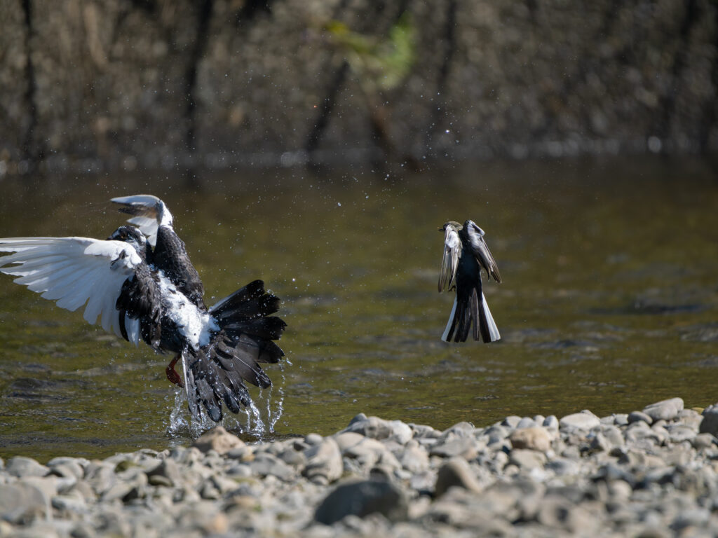 ハクセキレイとカワラバトの争い