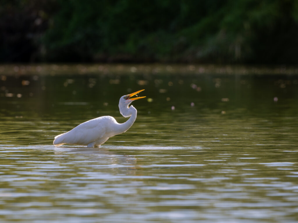 小魚を食べるダイサギ