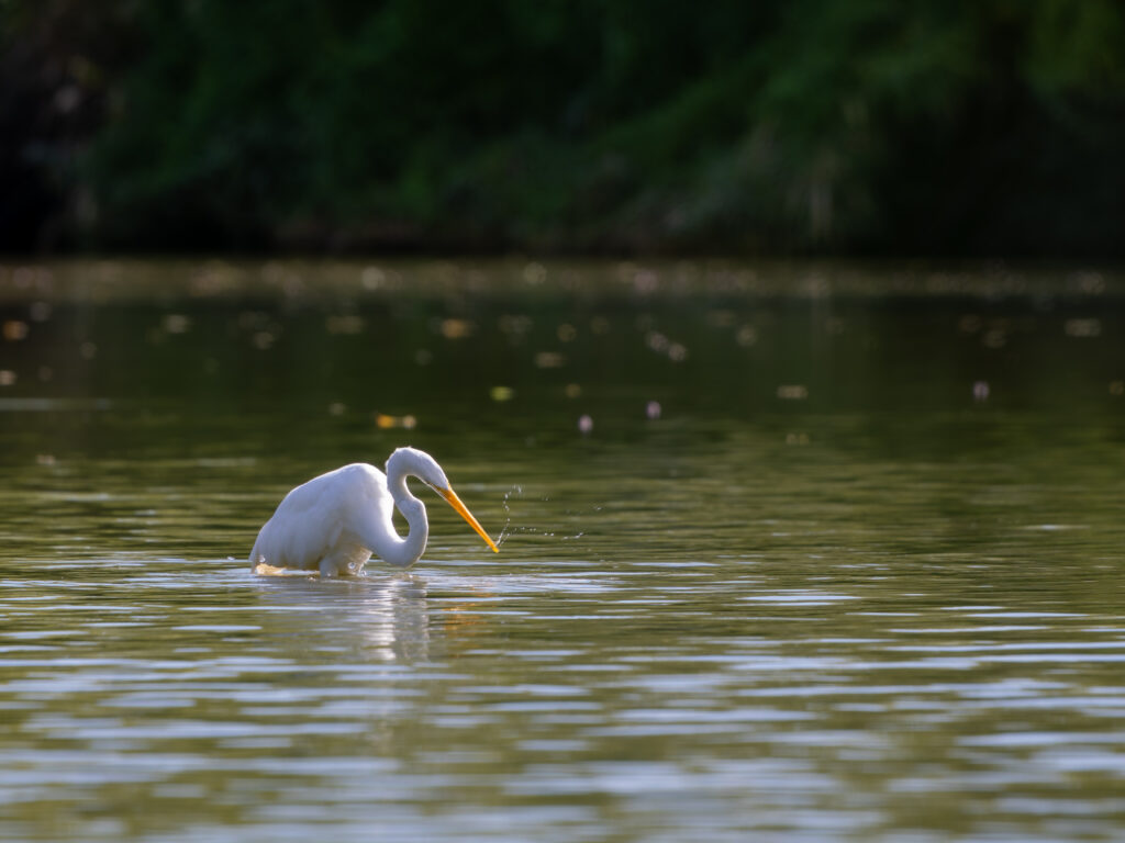 小魚を捉えたダイサギ
