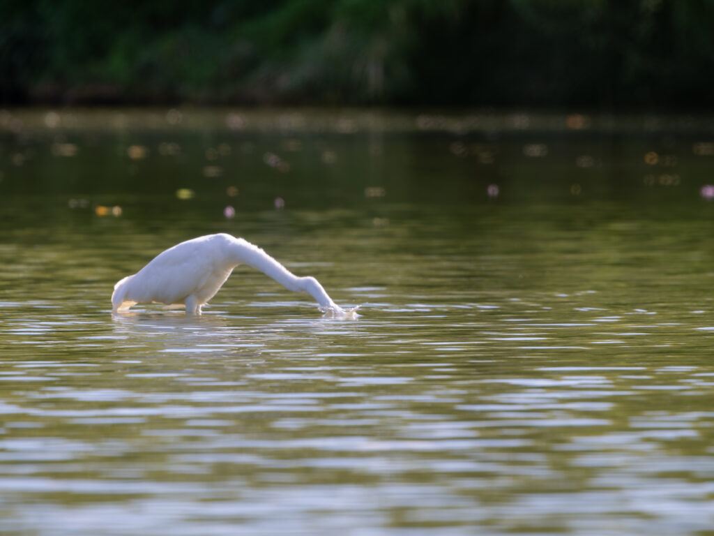 採餌中のダイサギ