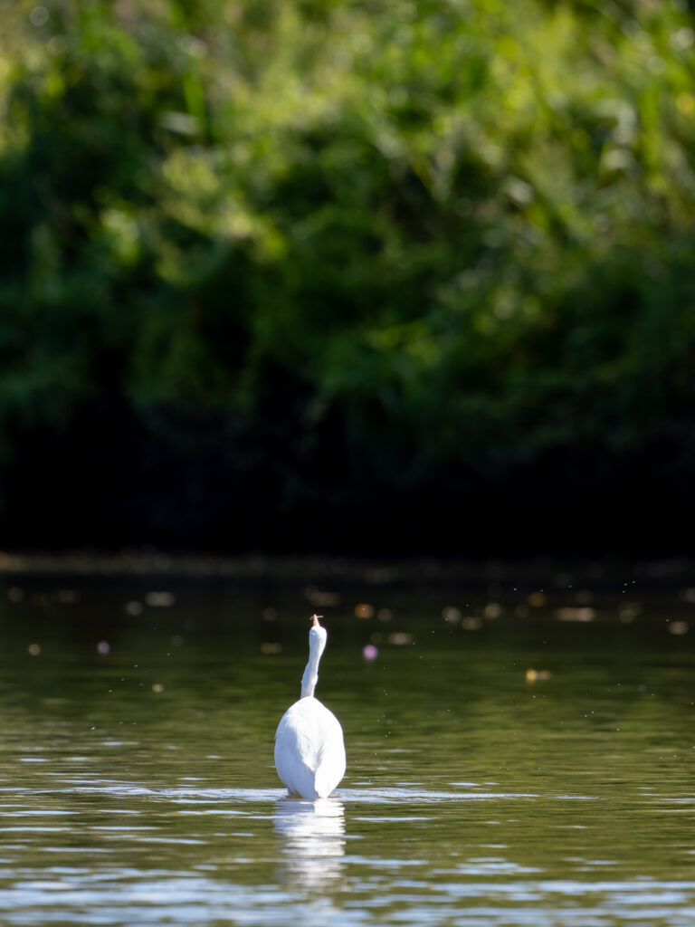 小魚を食べるダイサギ