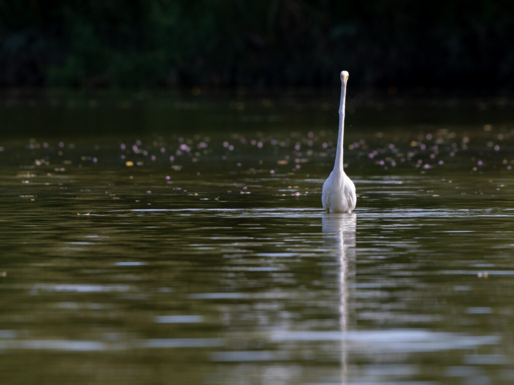 ダイサギの正面