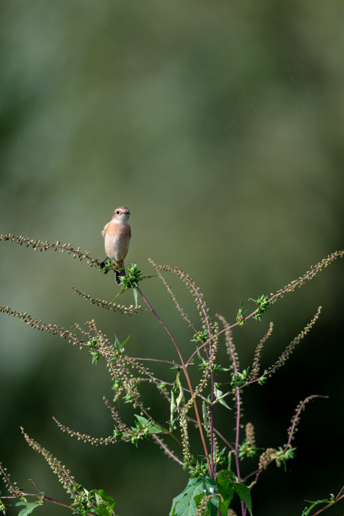 草にとまるノビタキ