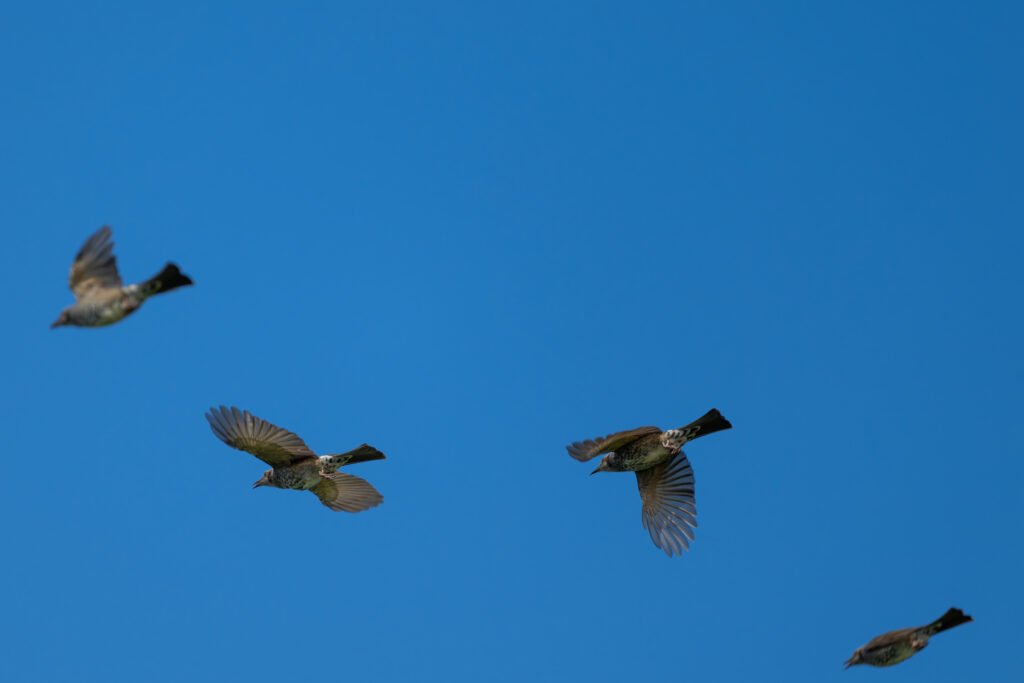 飛翔するヒヨドリ