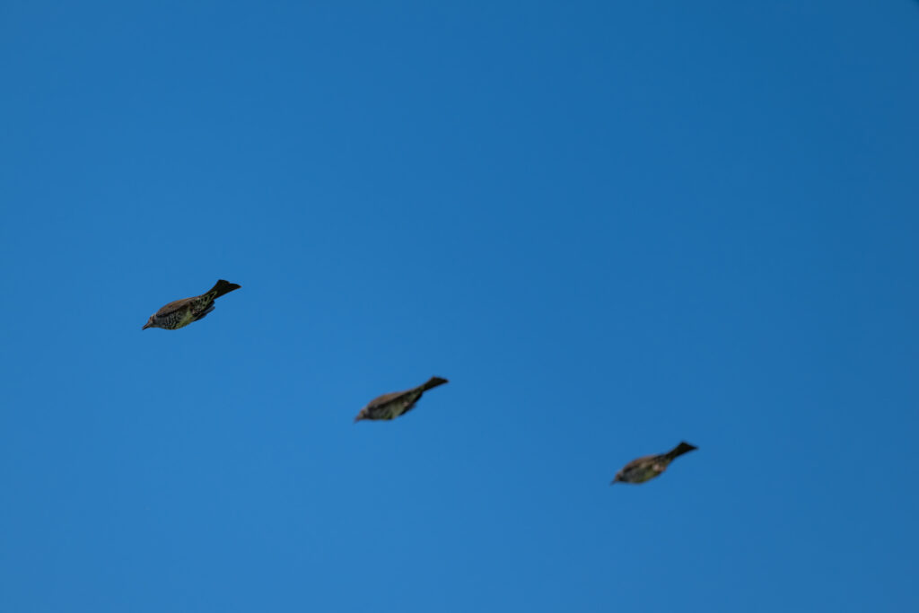 飛翔するヒヨドリ