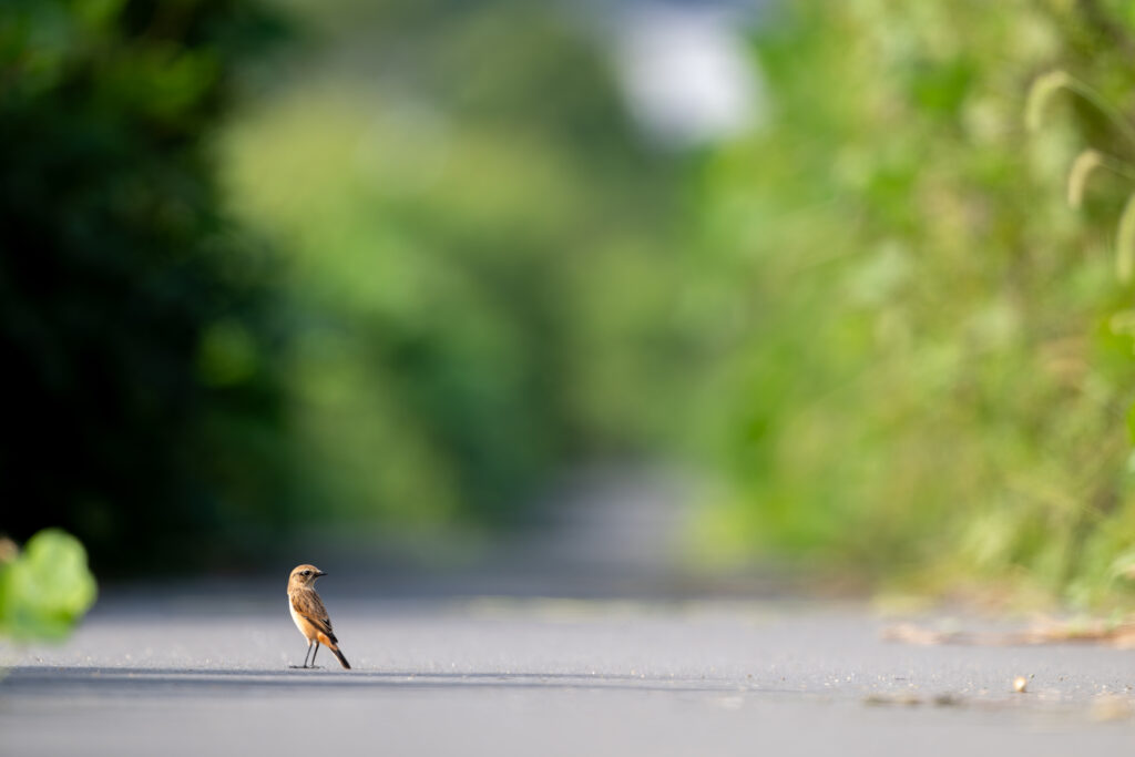 地上のノビタキ